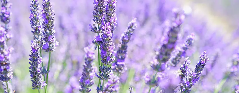 Lavendel tegen mieren