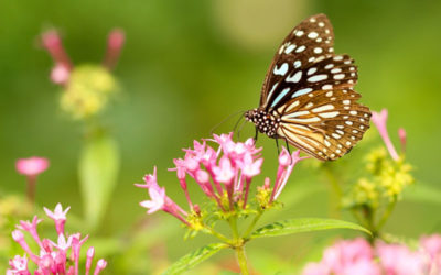 Hoe krijg je meer vlinders in de tuin?