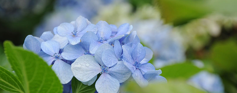 De Hortensia is geschikt voor tuinen met kleigrond