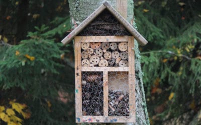 Hoe maak je een insectenhotel?