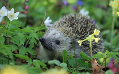 Hoe krijg ik egels in de tuin?