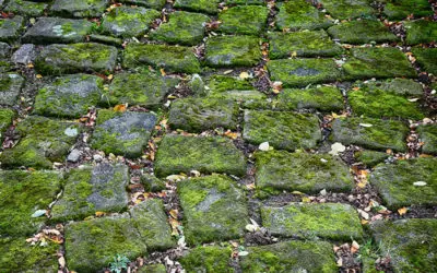 Groene aanslag op je tegels? Hoe kom je er vanaf?