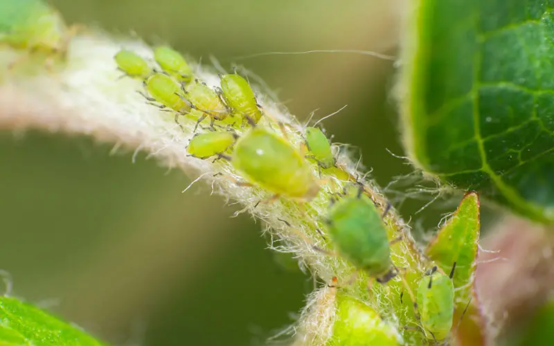 Bladluis op je plant? 7 bestrijdingstips