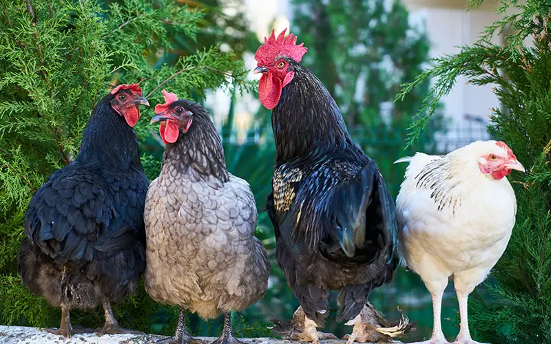 Kippen in de tuin, Waar moet ik aan denken?