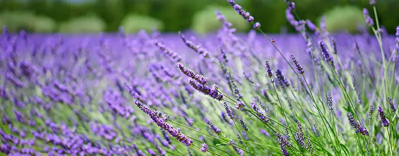 lavendel schrikt bladluis af