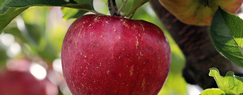 Verzorging van een appelboom