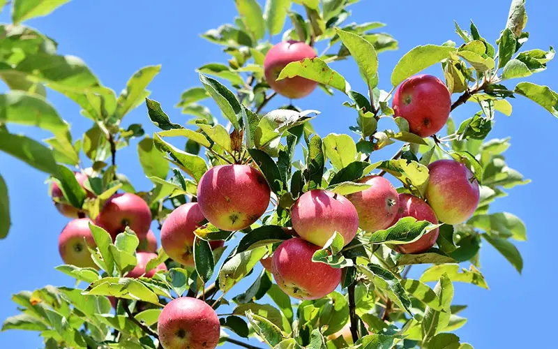 appelboom