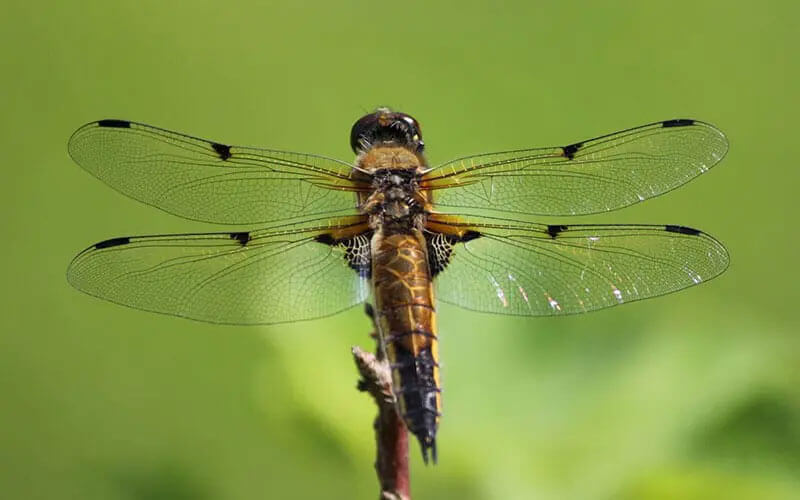 Kan een Libelle steken? Feiten en Fabels over Libellen.