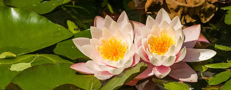 Witte waterlelie