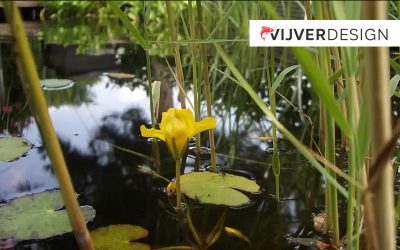 11 Moerasplanten voor in de helofytenfilter