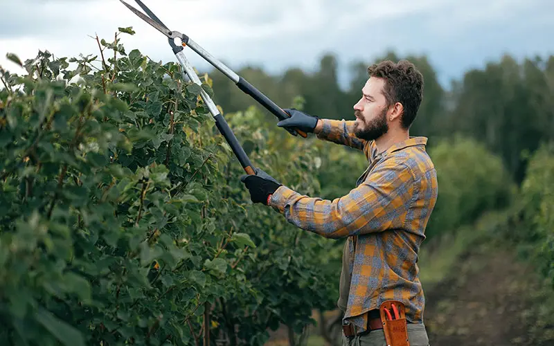 Perenboom snoeien, wanneer en hoe?