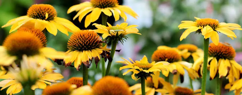 Echinacea Paradoxa