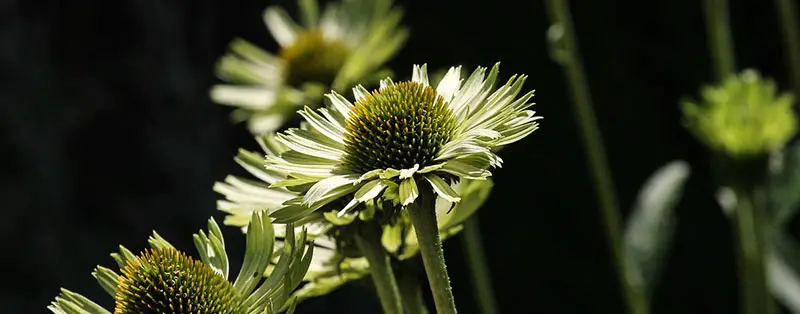 Echinacea Purpurea ‘Green Jewel’