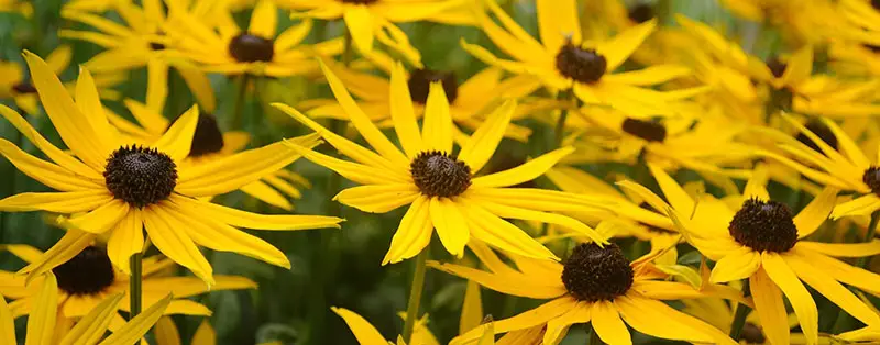 Rudbeckia Fulgida