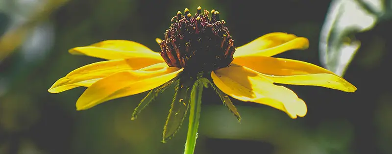 Rudbeckia Maxima