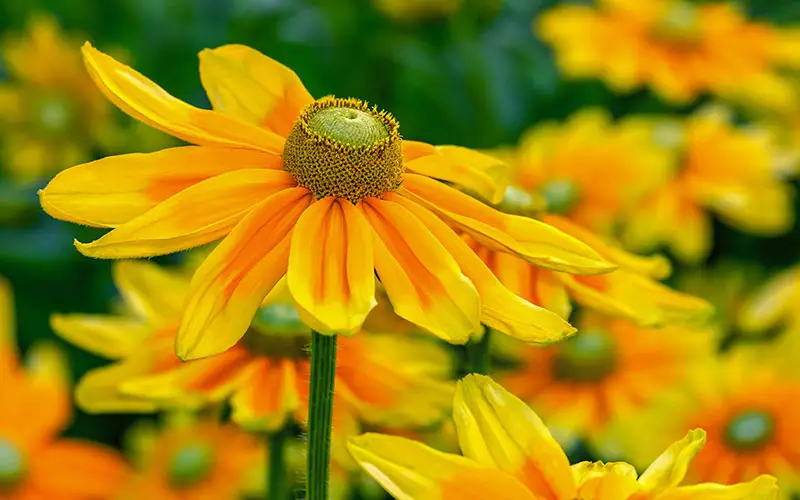 rudbeckia