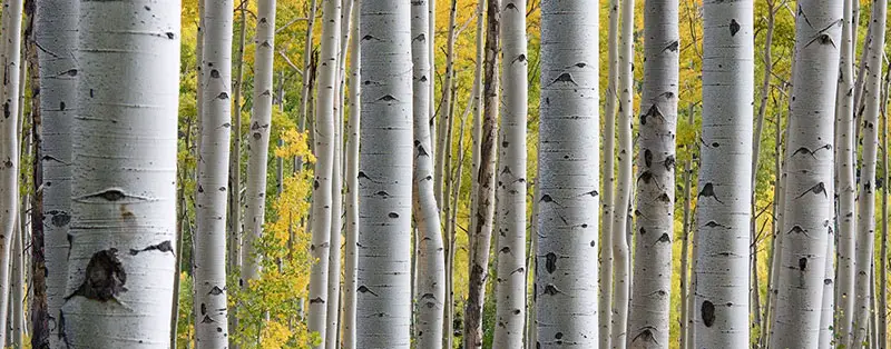 Betula Utilis ‘Doorenbos’