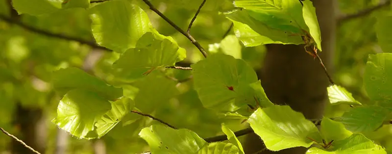 beukenblad