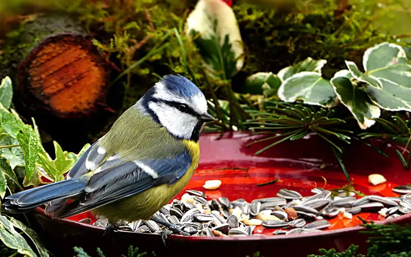 Vogeltaart maken, lekker voor vogels en leuk voor in je tuin