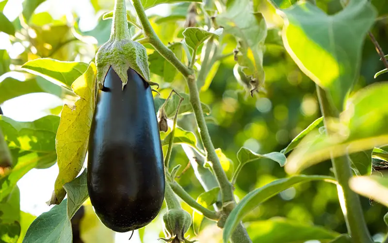 Aubergine, zo kweek je hem zelf