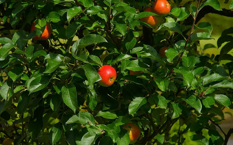 Zo koop en plant je een appelboom