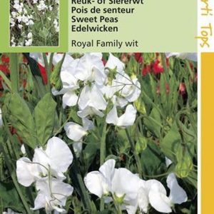 Hortitops Zaden - Lathyrus Odor. Royal Family Wit