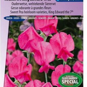 Sluis Garden - Reukerwt King Edward the 7th 1903 (Lathyrus)