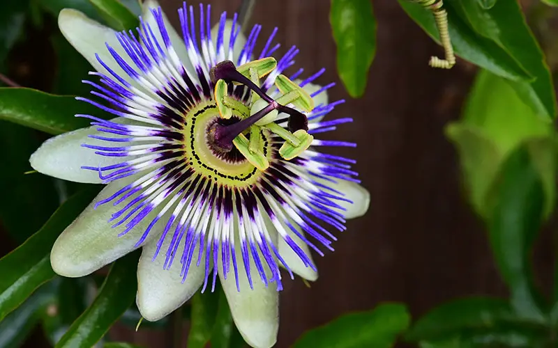 Passiebloem snoeien en planten met passie