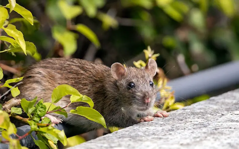 De tuin beschermen tegen ongedierte doe je zo