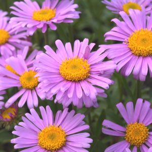 Aster