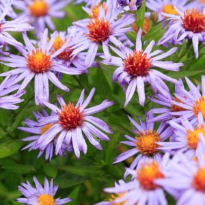 Aster