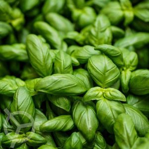 Basilicum Genovese zaden biologisch (Ocimum basilicum) 0.1 g