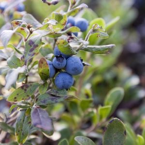 Blauwe bes / bosbes - Vaccinium corymbosum 'Brigitta Blue' in 2 liter pot