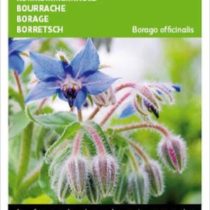 Buzzy zaden - Komkommerkruid - Borago officinalis