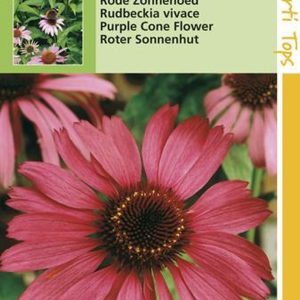 Hortitops Rode Zonnehoed Echinacea Purpurea