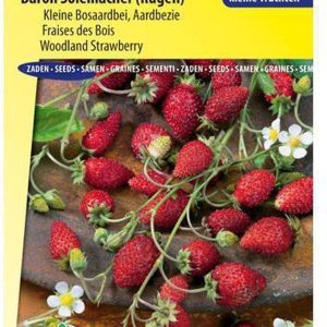 Sluis Garden -Aardbei, Bosaardbei Baron Solemacher (Fragaria vesca)