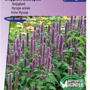 Sluis Garden - Dropplant Blue Spike (Agastache foeniculum)