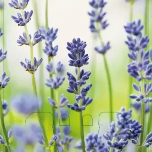 V.I.P.S. Lavandula angustifolia ''Dwarf Blue'' - lavendel p9