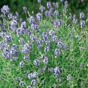 V.I.P.S. Lavandula angustifolia ''Essence Purple'' - lavendel P9