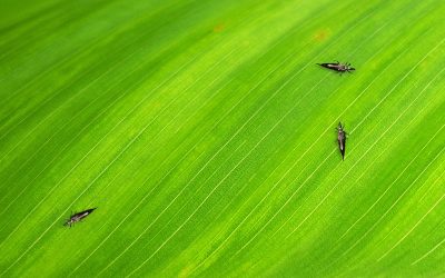 Trips: Herkenning en Bestrijding van deze kleine insecten