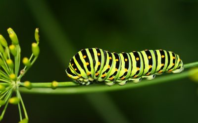 Rupsen, het verborgen leven in je tuin