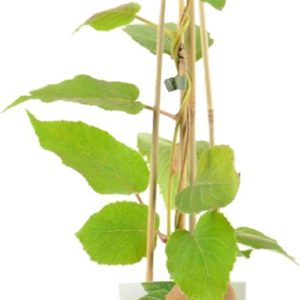 Bloomique - Actinidia Deliciosa 'Jenny' - Kiwi Plant - Fruitplanten - Tuinplanten - Winterhard - ⌀14 cm - Hoogte 60-70cm