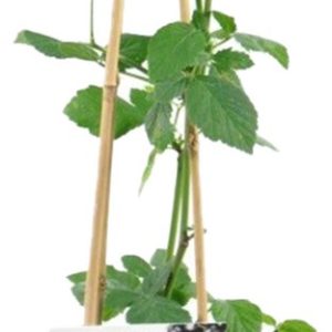 Bloomique - Rubus Fruticosus 'Thornfree' - Bramenstruik - Fruitplanten - Tuinplanten - Winterhard - ⌀14 cm - Hoogte 60-70cm