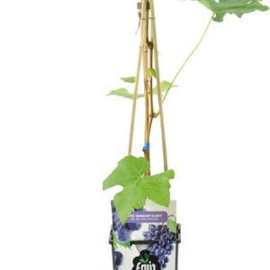 Bloomique - Vitis Vinifera 'Boskoop Glory' - Druivenplant - Blauwe Druiven - Fruitplanten - Tuinplanten - Winterhard - ⌀14 cm - Hoogte 60-70cm