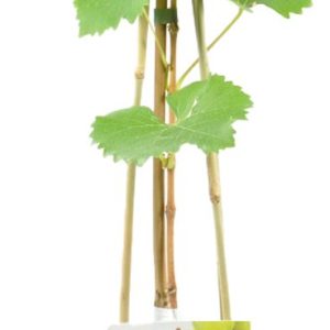 Bloomique - Vitis Vinifera 'Vroege van der Laan' - Druivenplant - Witte Druiven - Fruitplanten - Tuinplanten - Winterhard - ⌀14 cm - Hoogte 60-70cm