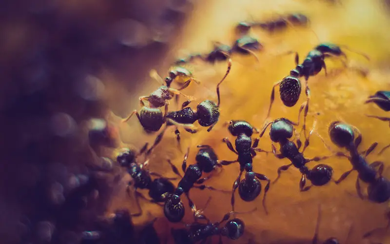 hoe kom je van mieren af