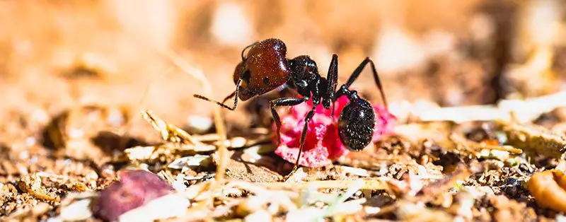 ants dispose of garbage