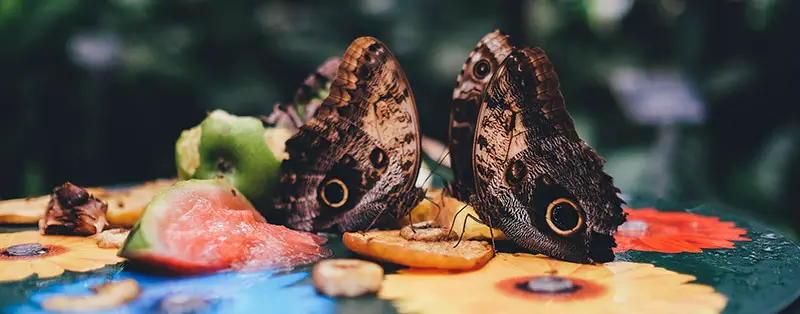 Feeding butterflies