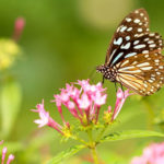 Hoe krijg je meer vlinders in de tuin?