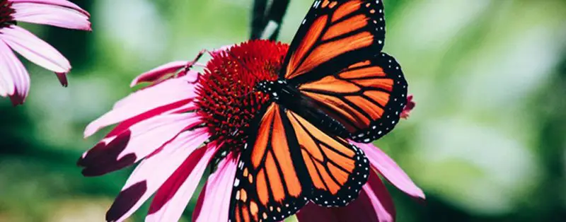 Butterflies love Sneezeweeds